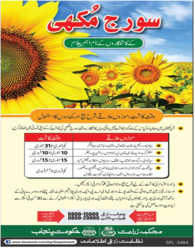 January And feburary are only months for Sunflower Production In Pakistan