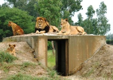Safari Park Lahore Ticket Price 2024 Zoo Raiwind Road